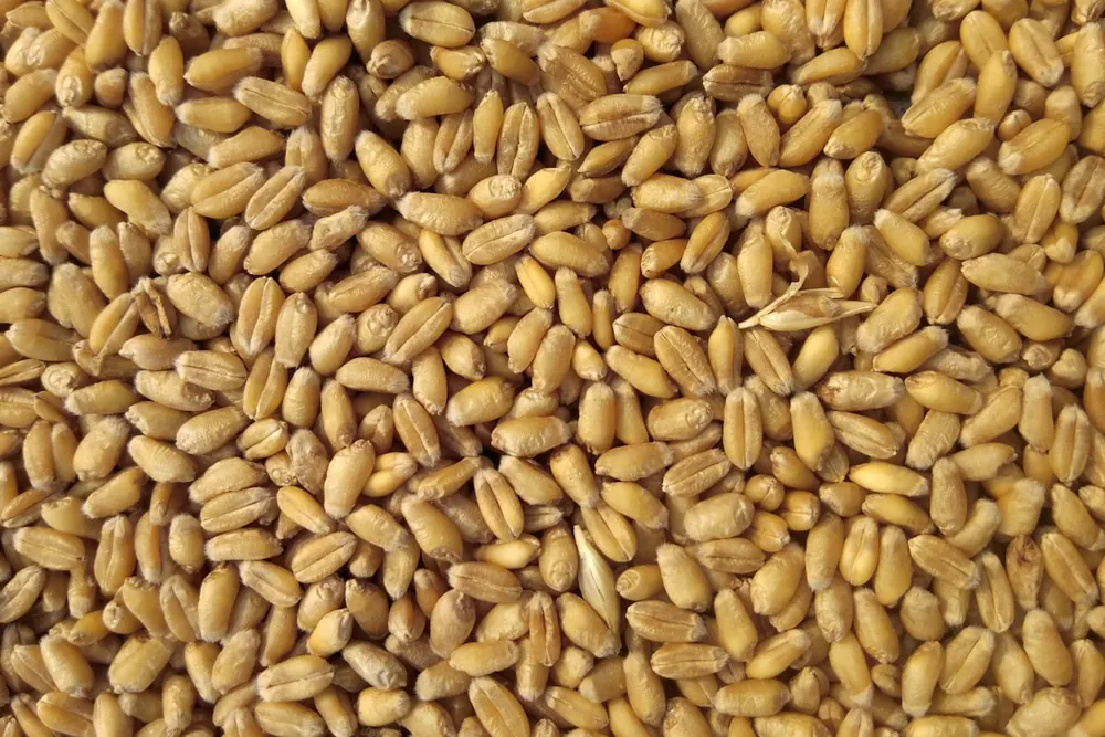 Barley product visual for export sourcing