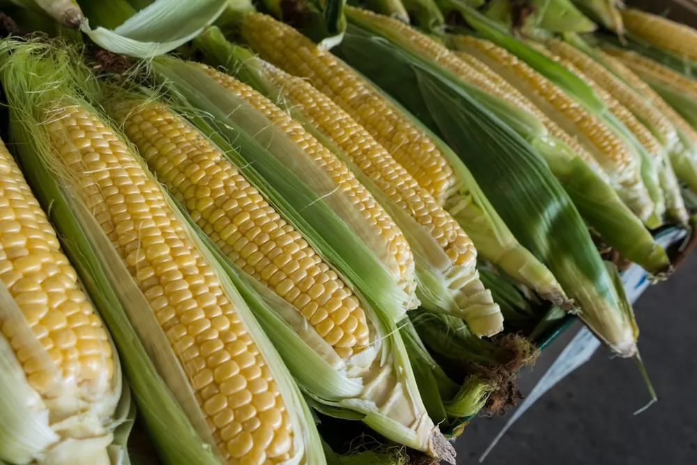 Maize product visual for export sourcing