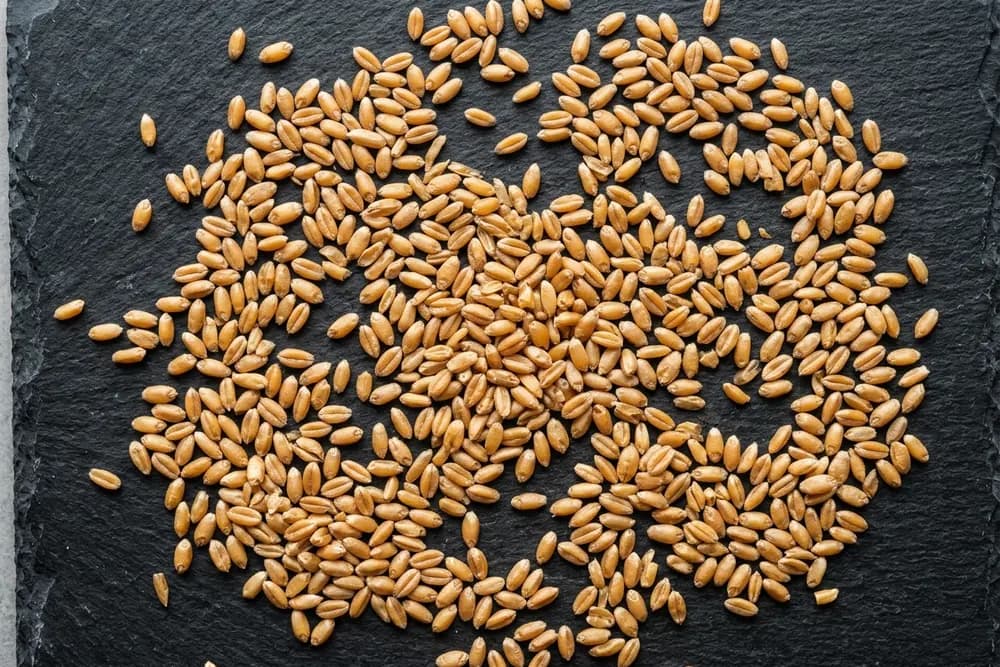 Wheat product visual for export sourcing
