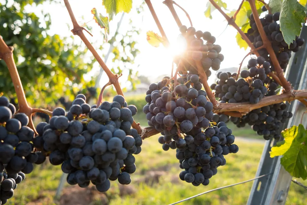 Grapes (Thompson Seedless) product visual for export sourcing