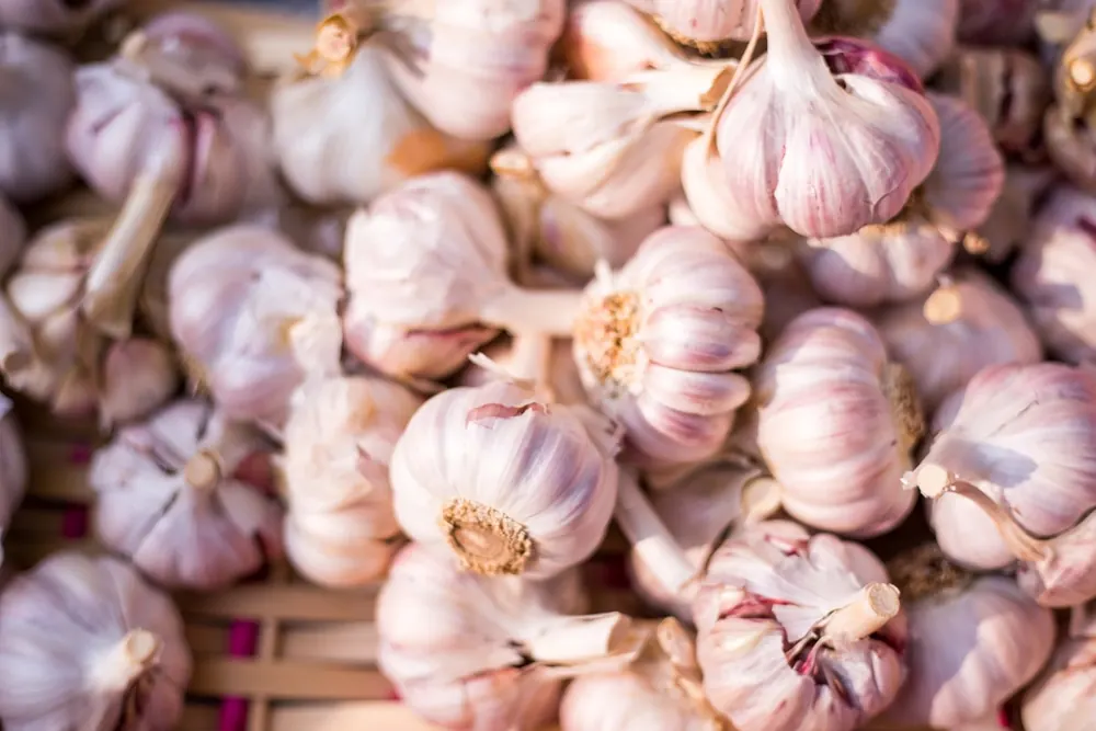 Garlic product visual for export sourcing