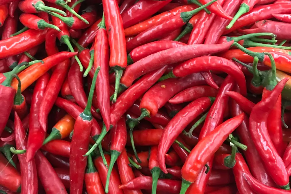 Green Chilli product visual for export sourcing