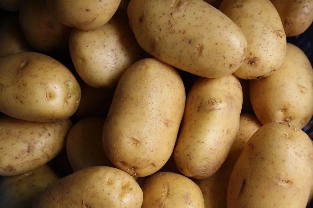 Potato product visual for export sourcing