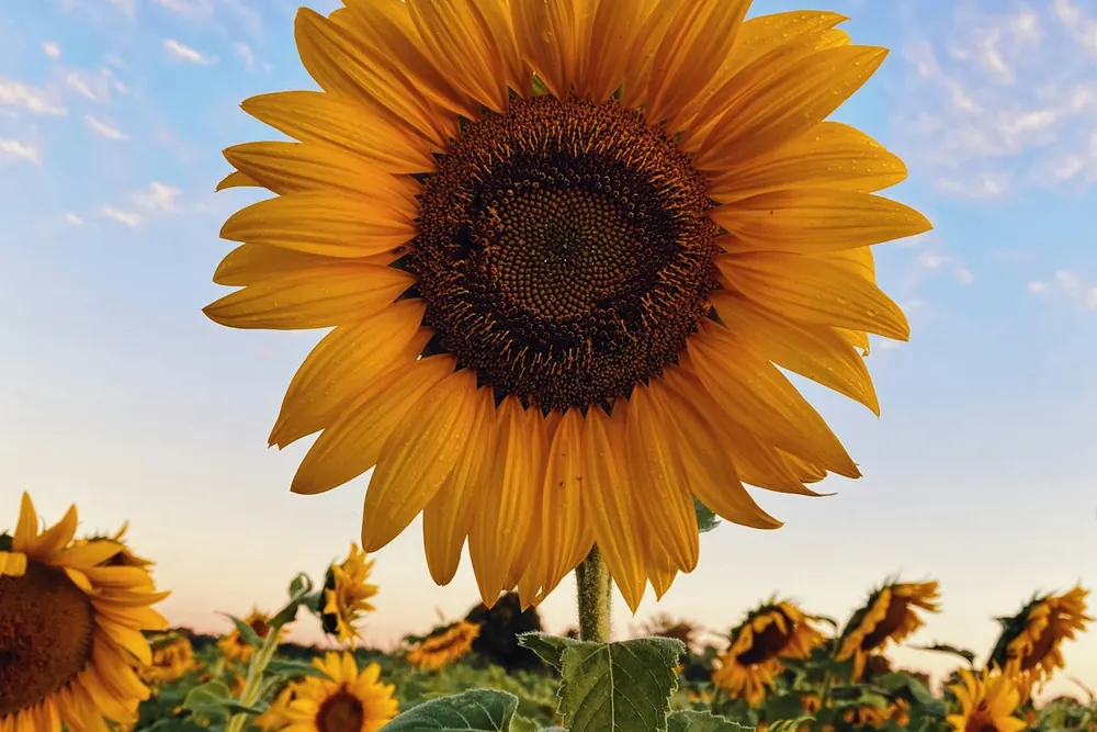 Sunflower Seed product visual for export sourcing